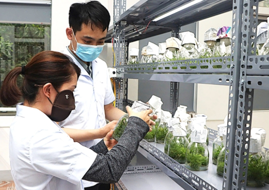 HTX đầu tiên tại Hà Tĩnh ứng dụng công nghệ nuôi cấy mô trong nhân giống cây trồng