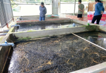 Các mô hình nông nghiệp đô thị triển vọng trên địa bàn thành phố Cần Thơ