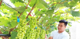 Mô hình trang trại nho và dưa lưới của chàng trai 9X