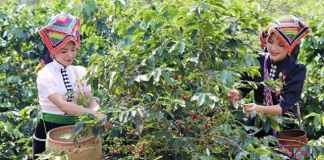 Sơn La đẩy mạnh số hóa vùng trồng cà phê
